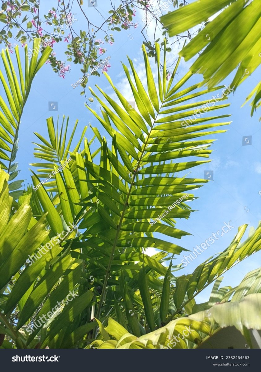 روان. tweet media