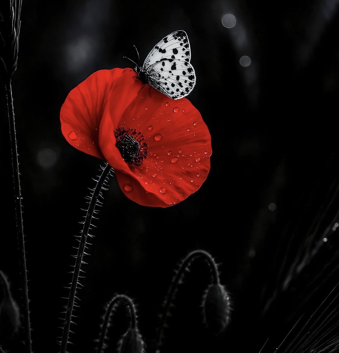 N.Acar 🔆 tweet media