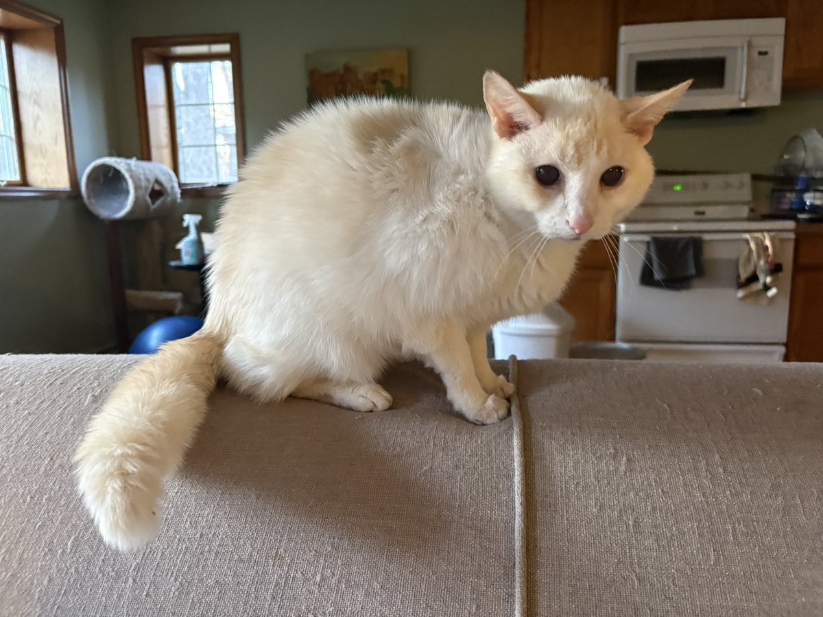 Ganymede tweet media