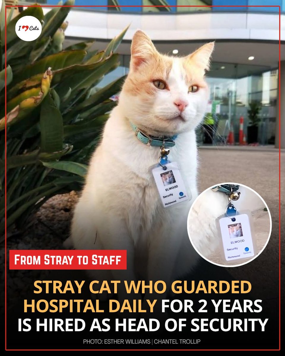 We don't deserve cats 😺 tweet media