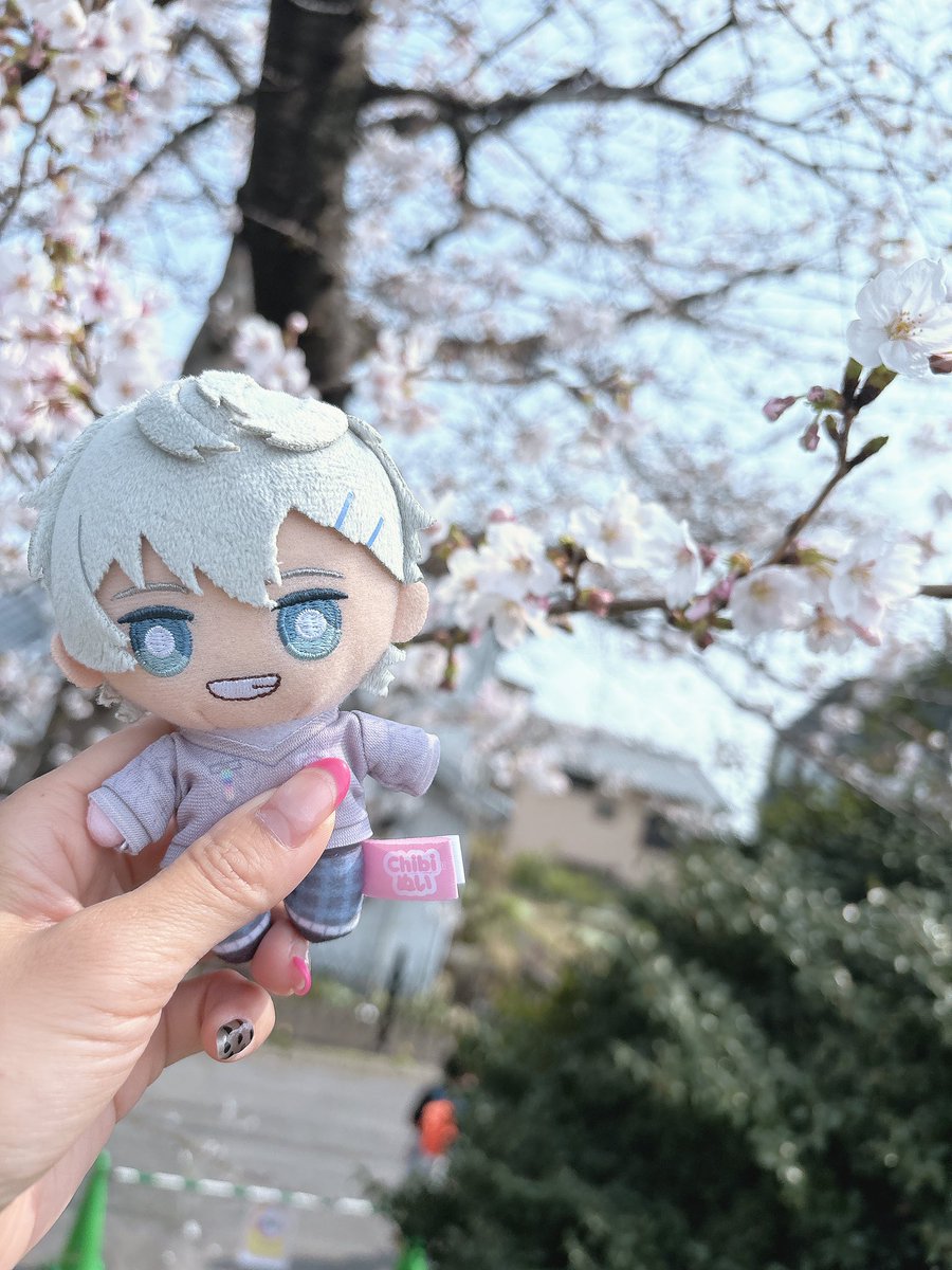 mVw4BsqRlPCd3Wx's tweet photo. 桜みてきたよー🌸綺麗に咲いてた𖤐ˊ˗チューリップもきれいに咲いててパシャリ☺️
#からぴち #Hiro_clflpeach #YuaPyoon #sasakitoshinao https://t.co/29OeBEE2kq