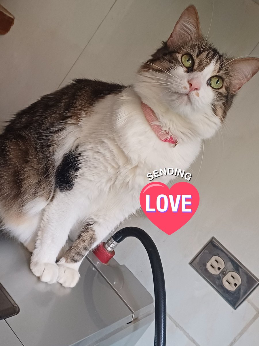 sharit & NeiKos ✿ ‧̥·̊ tweet media