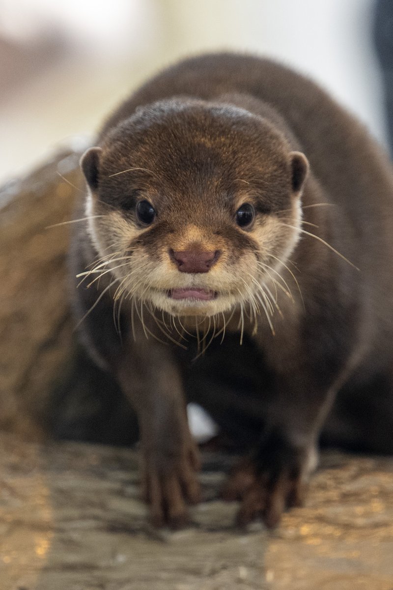 nnaoto1021 tweet media