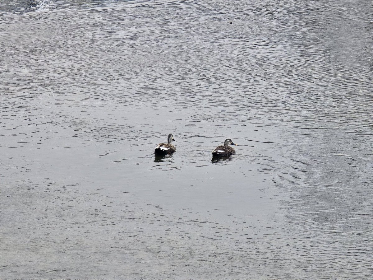 츠티도 tweet media