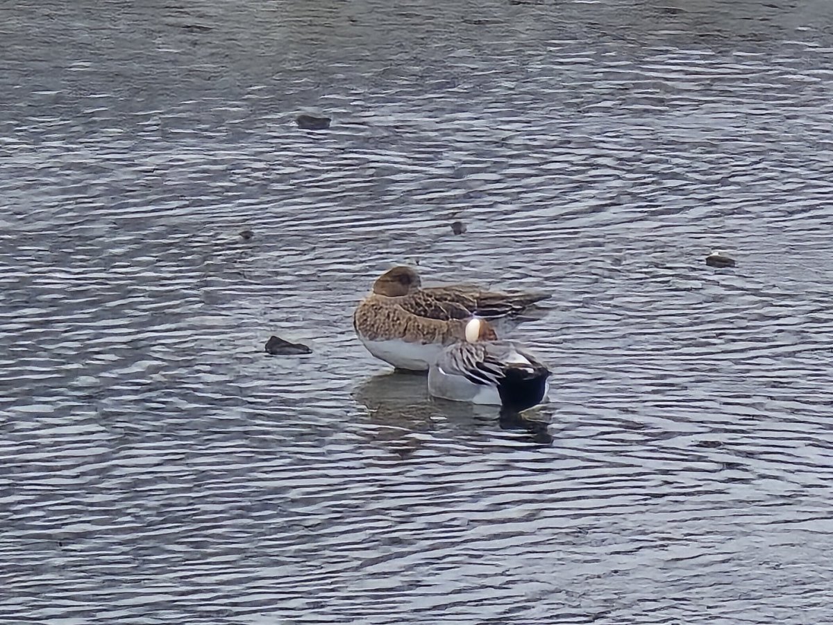 츠티도 tweet media