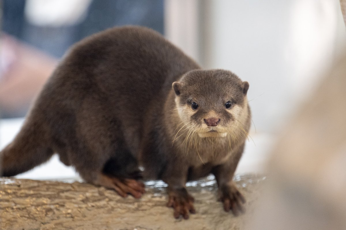 nnaoto1021 tweet media