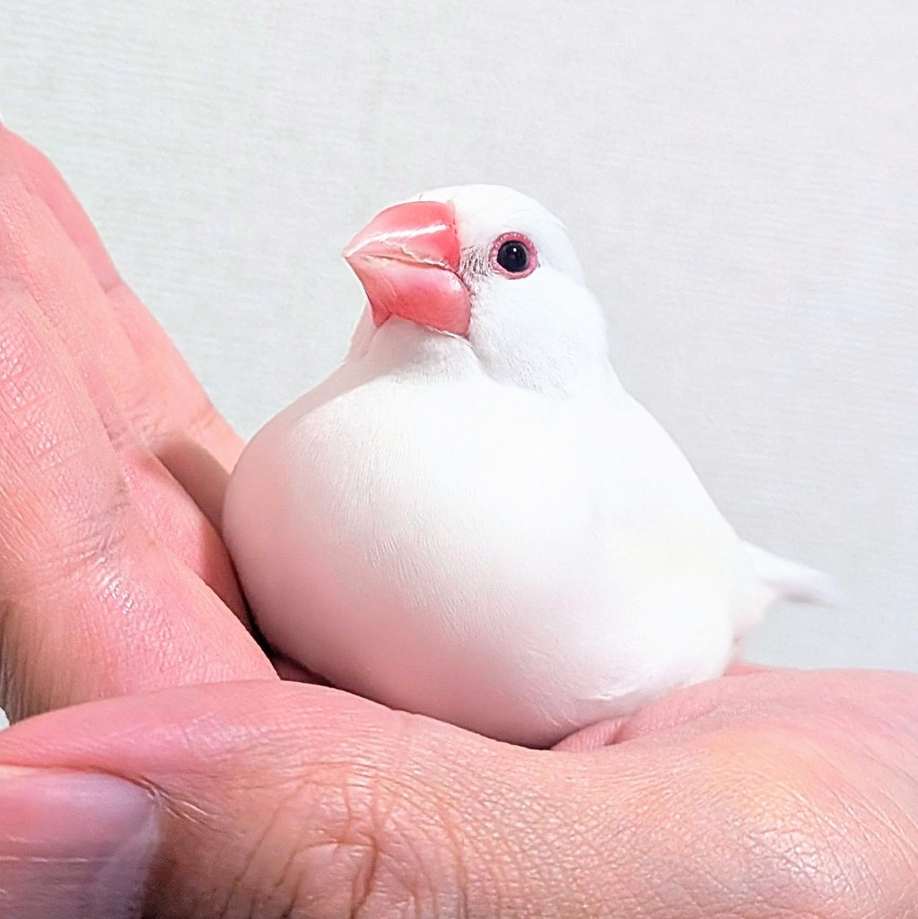 だいぽん ( 文鳥とセキセイインコとオカメインコの飼い主さん ) うちの白文鳥 tweet media