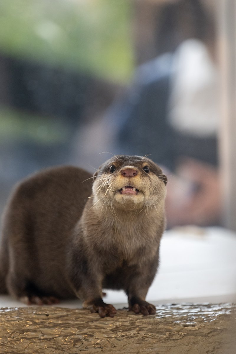 nnaoto1021 tweet media