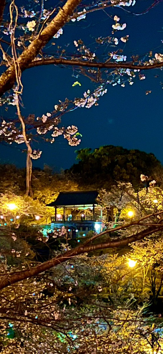 きっかどう（kiccado） tweet media