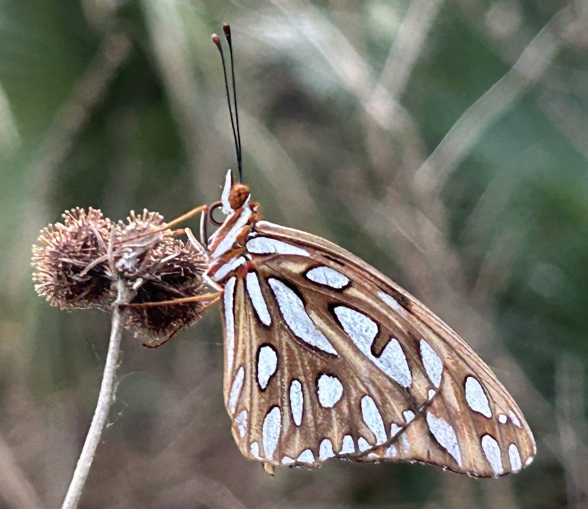 Nonentity. tweet media