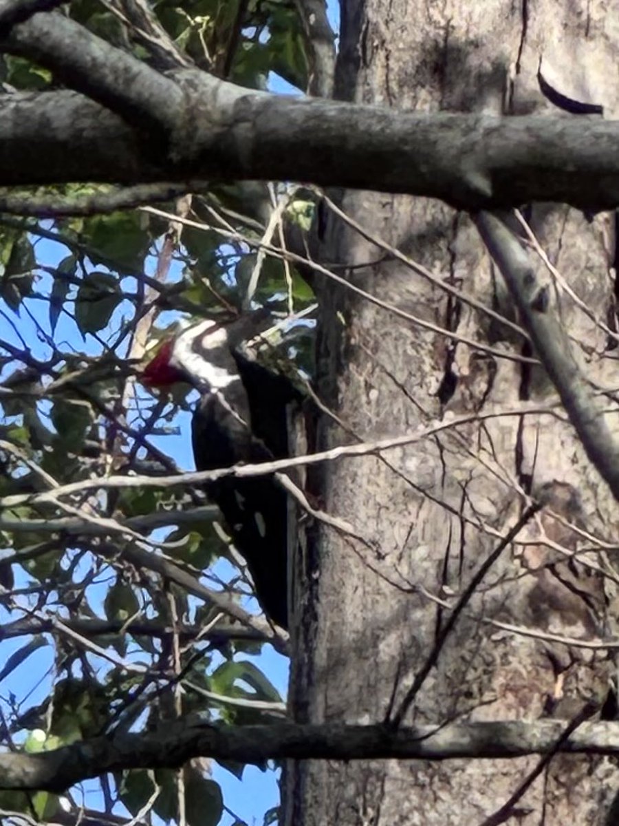 TheOtherLori's tweet image. 6 windy miles. Went out later means more cars to dodge. Checkout my knew friend I saw while waiting for some cars to pass by. He’s so pretty! Also saw lots of spring all around. #runchat #springisamongus #woodythewoodpecker