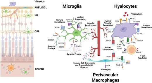 LabWaggoner's tweet photo. Review @J_Immunol @Colin_Lemire @NUMSTP
Vitreoretinal Myeloid Cell Heterogeneity: Diverse Roles in Homeostasis, Immune Surveillance, and Pathophysiology
https://t.co/9eN8o0yGsV https://t.co/p0TzbNLRQv