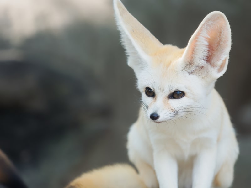 Fennec Every Hour! tweet media