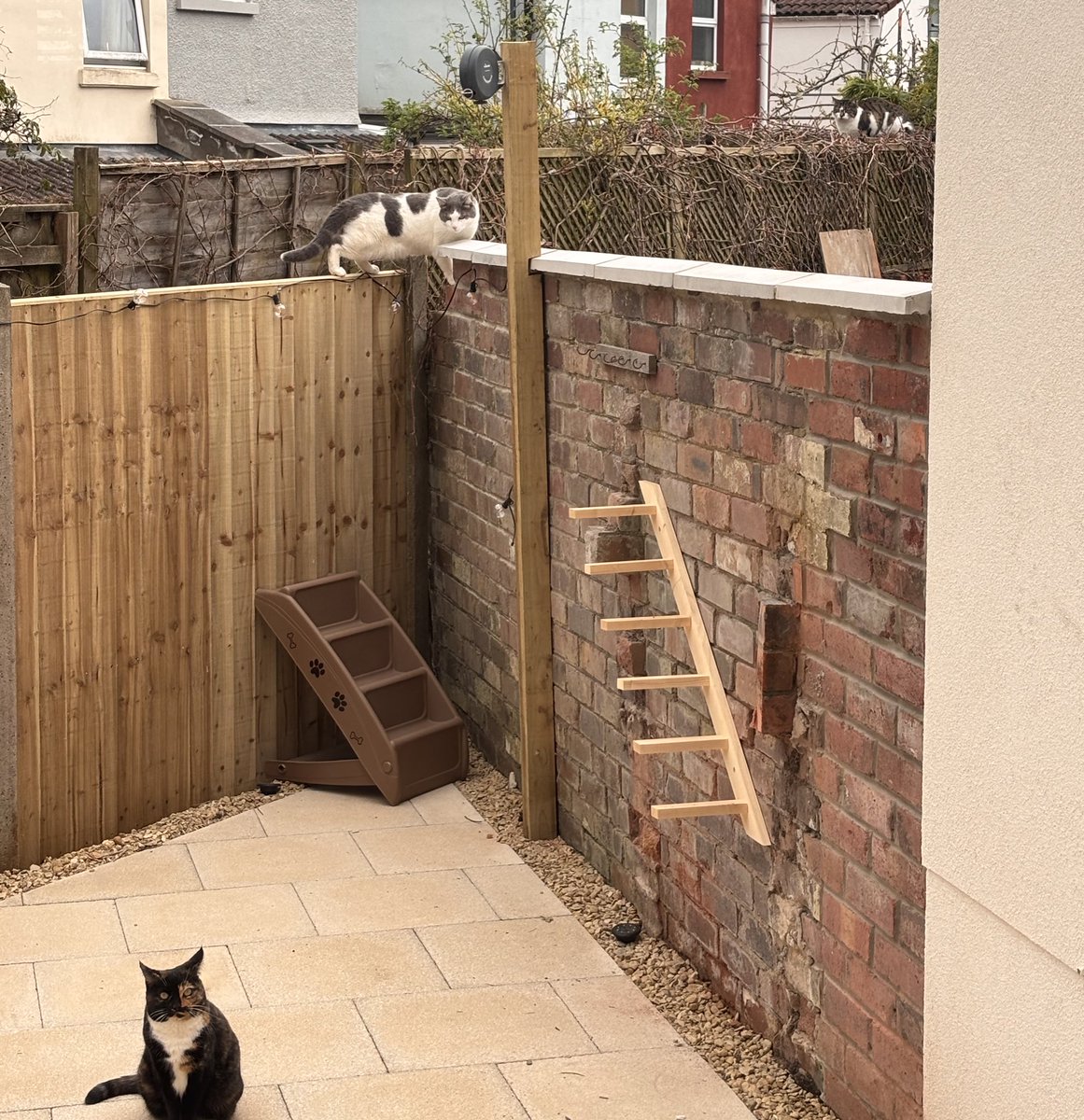 Professor Pingosaurus tweet media