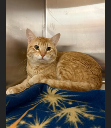 Hollywood Dogs tweet media