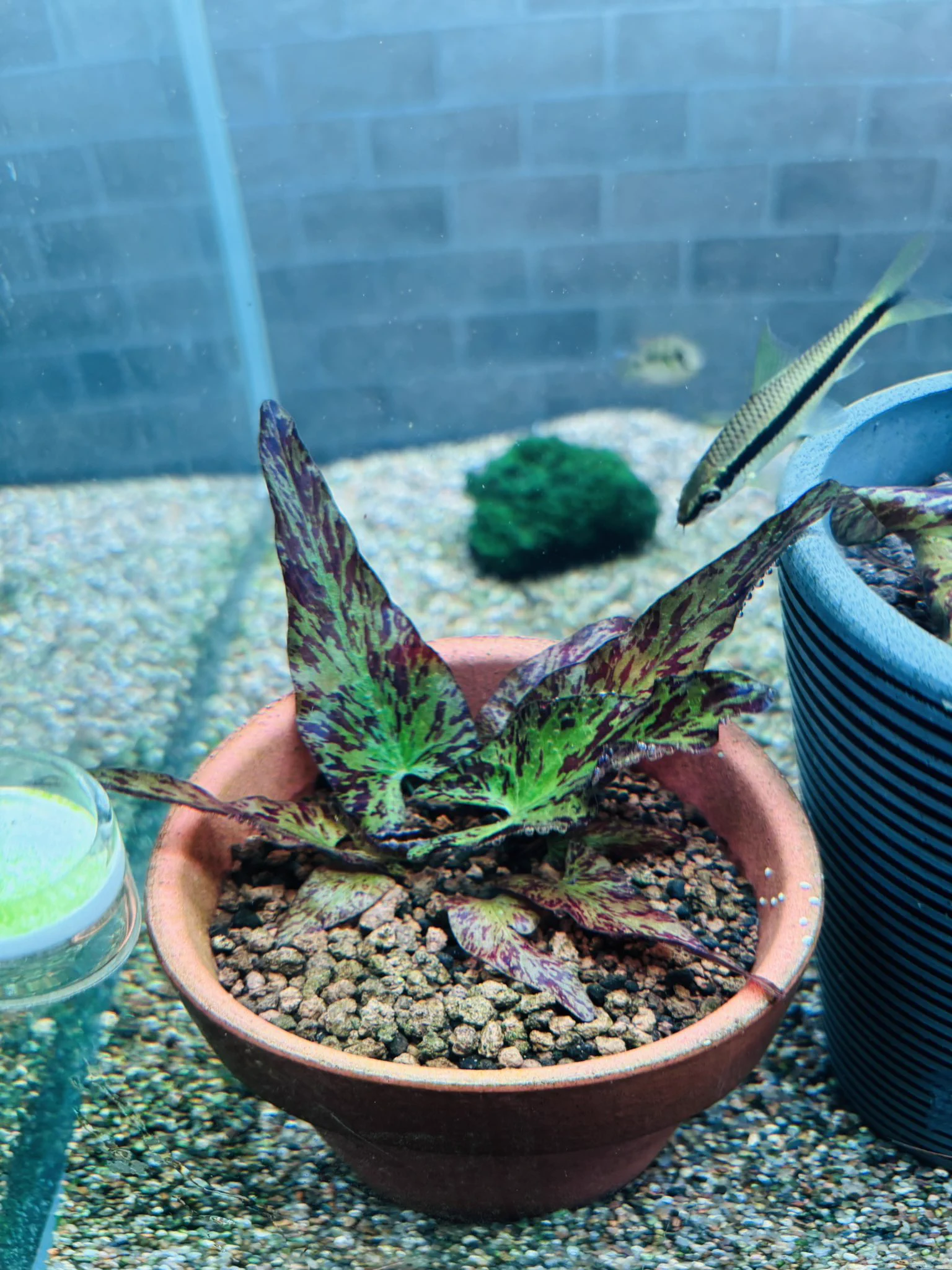 トキワ🌿 on X: 