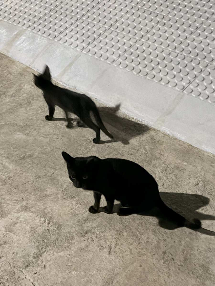 🦷🪽 tweet media