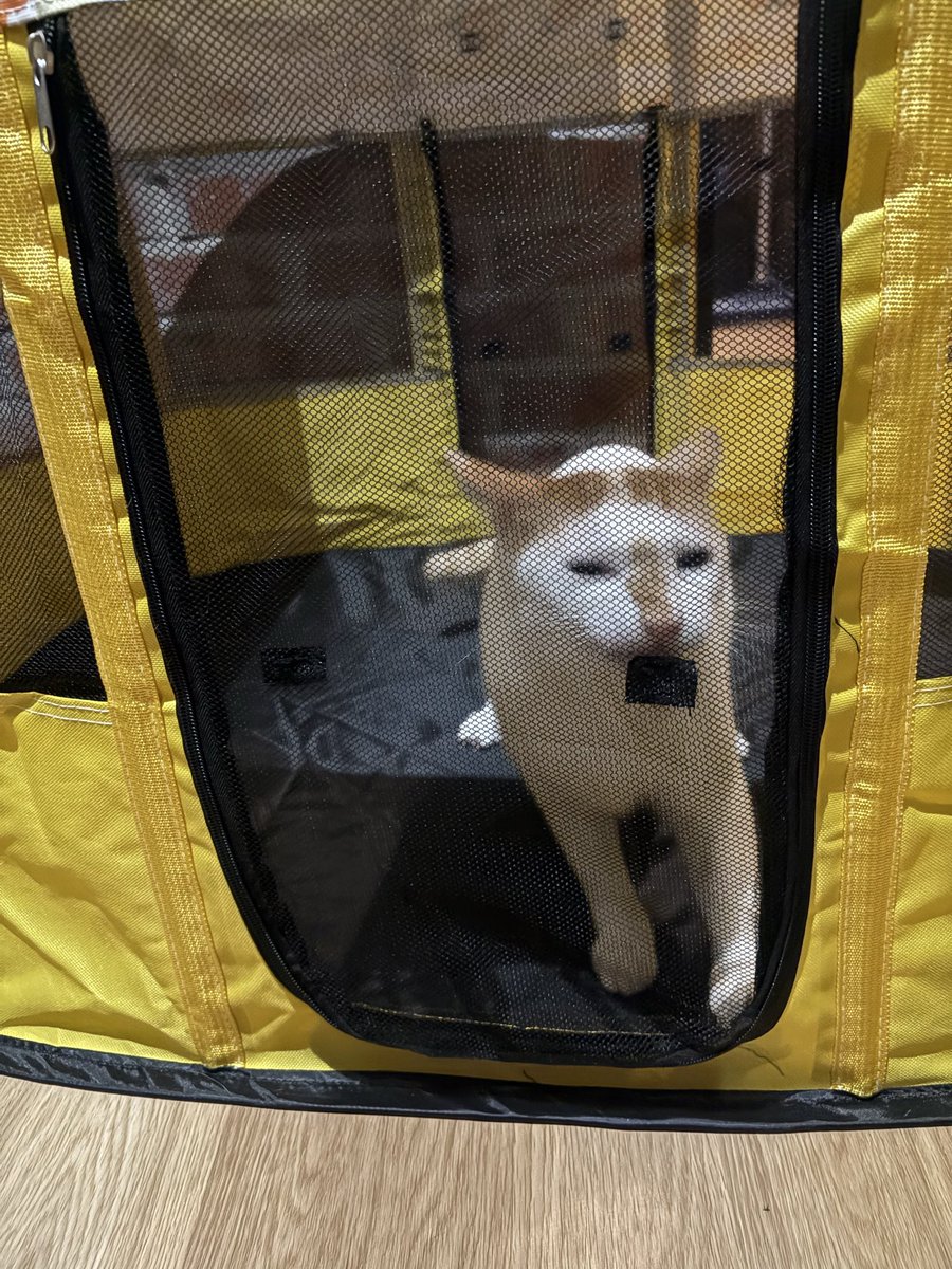 min min 🐱 tweet media