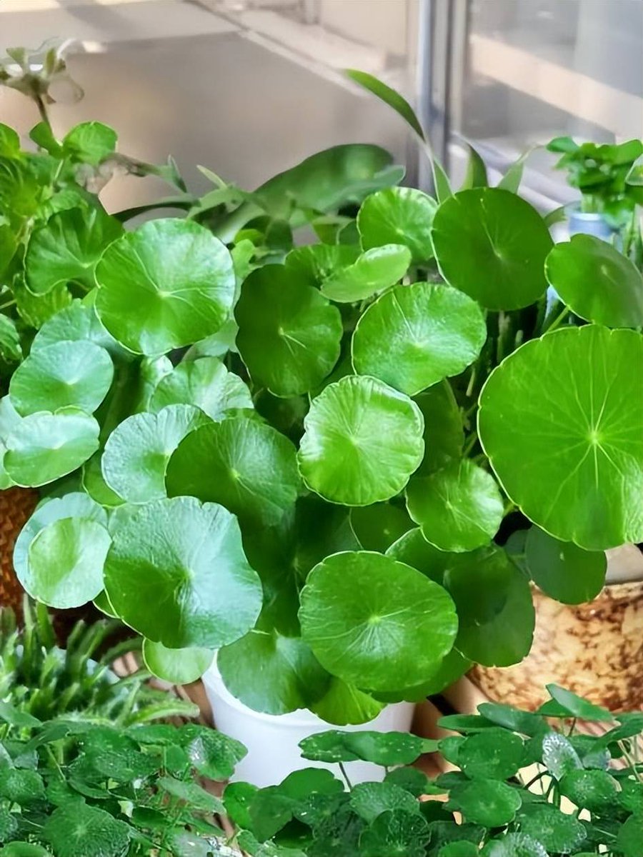 Fernando Marques tweet media