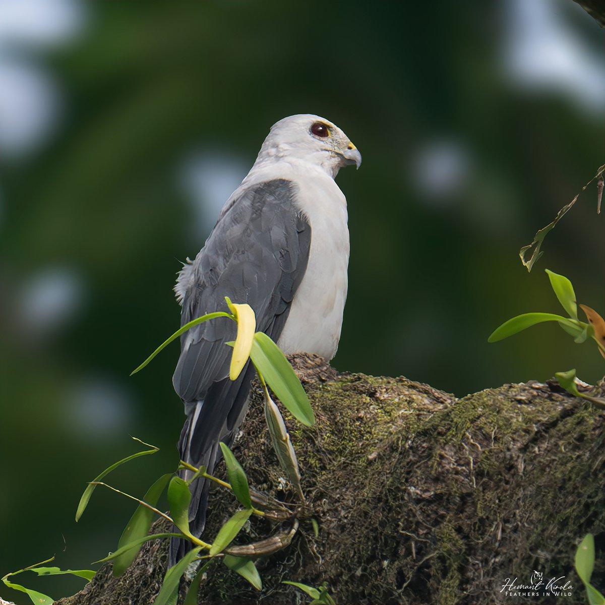 Feathers in Wild_Hemant Kirola tweet media