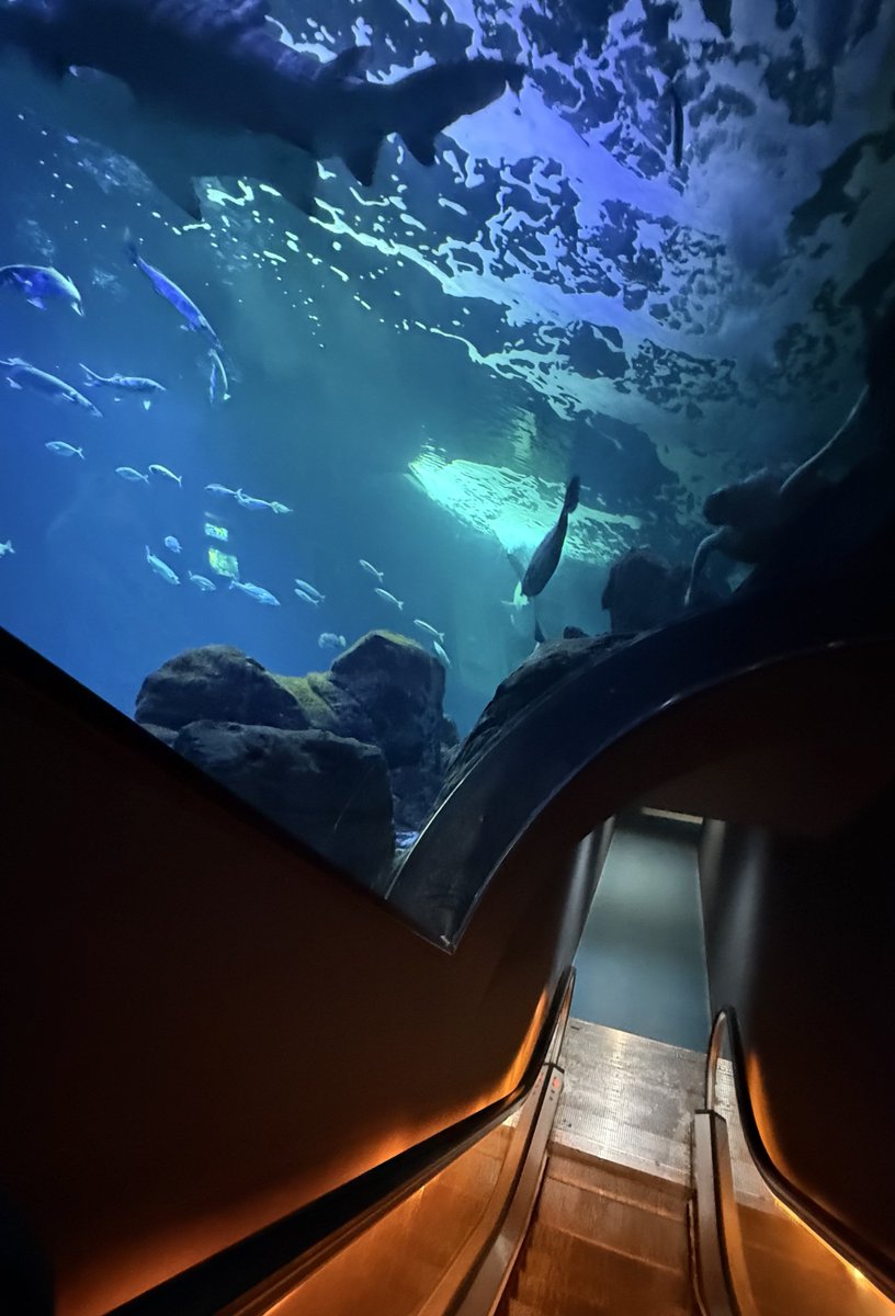 Lifander tweet media