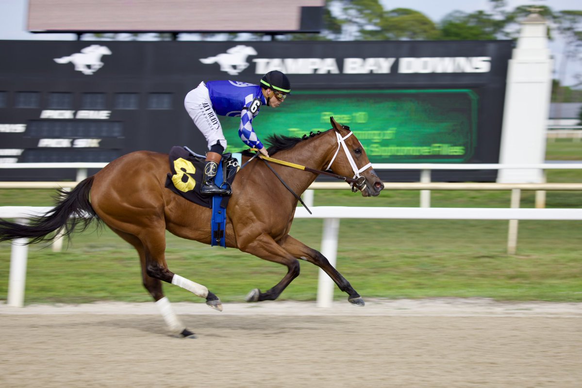 Tampa Bay Downs Official Account tweet media