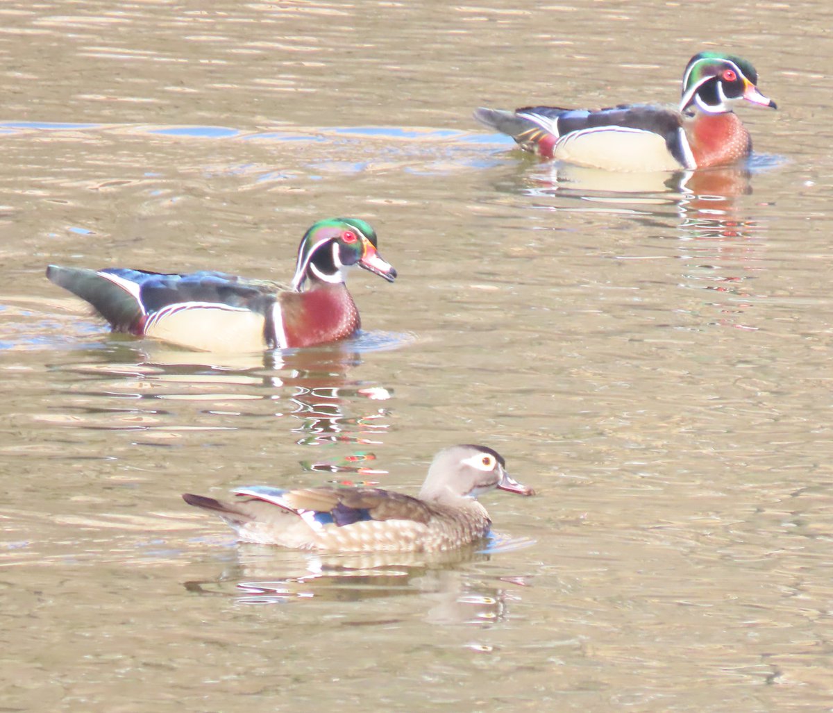 Alexandra Wang tweet media