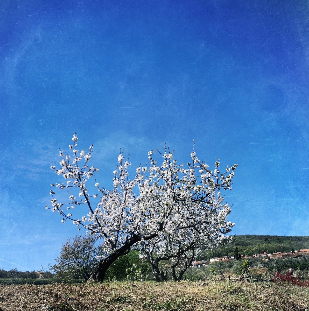 fromthetree tweet media