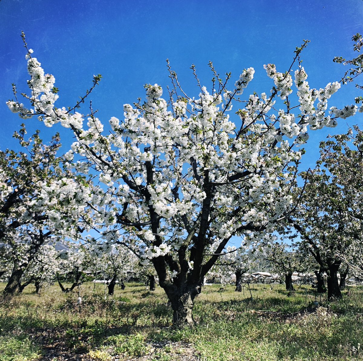 fromthetree tweet media