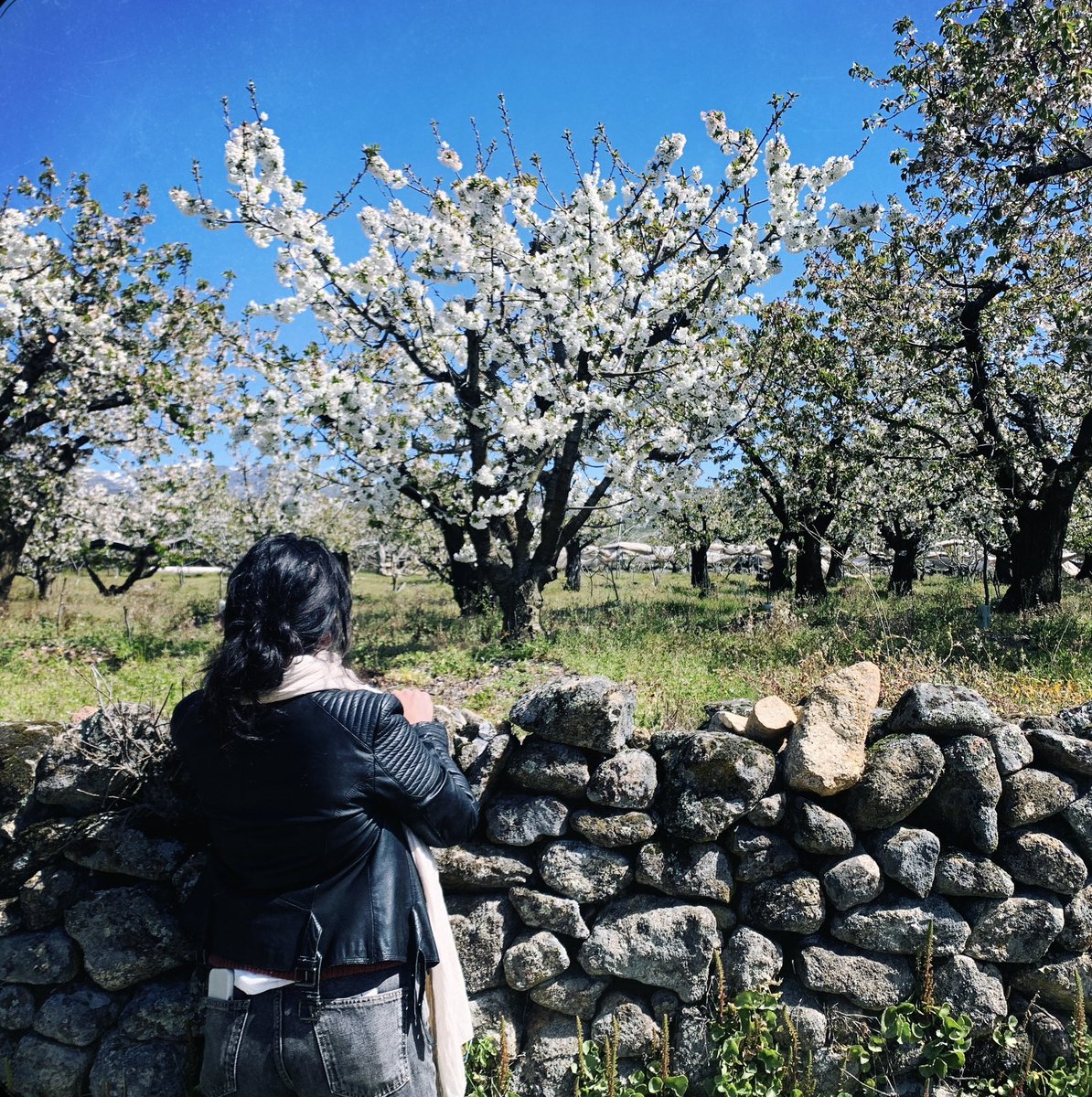 fromthetree tweet media