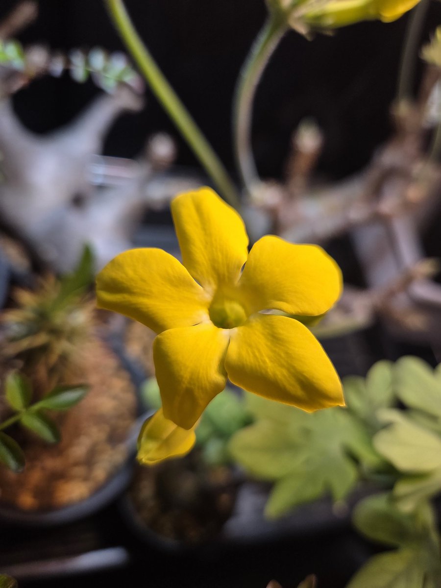 ローリー tweet media