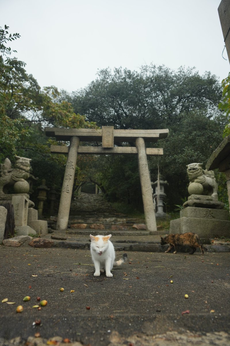 ひげあき tweet media