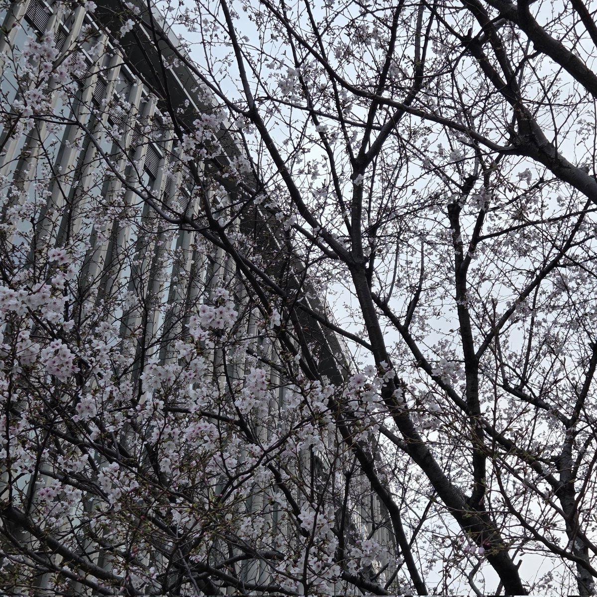 🌟紗英-sae-🍋\\ｺﾝﾅﾉ､ﾊｼﾞﾒﾃ…// tweet media