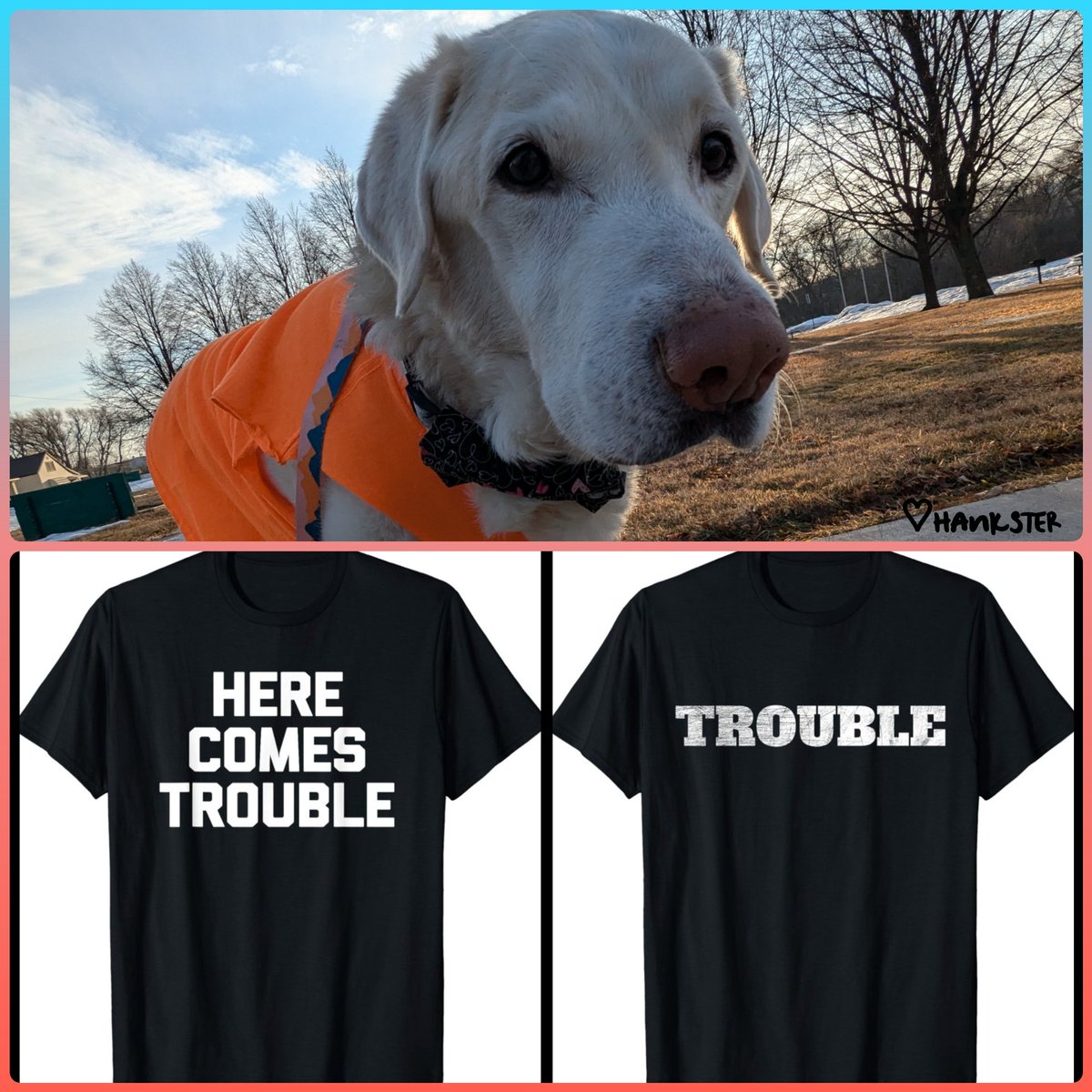 Hankster The Houndster tweet media