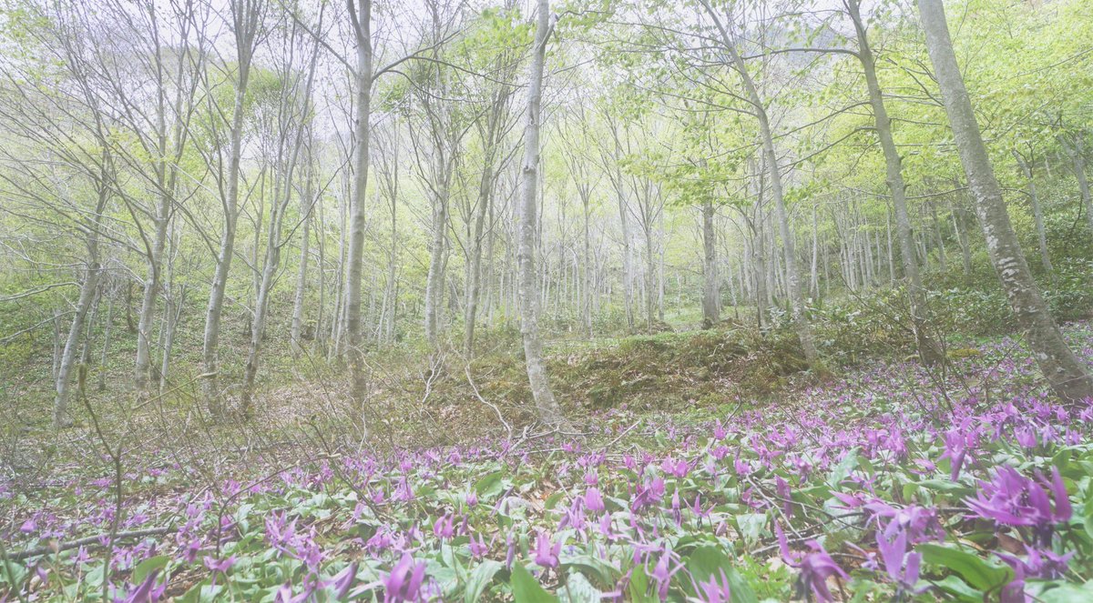 nakaco-dx tweet media