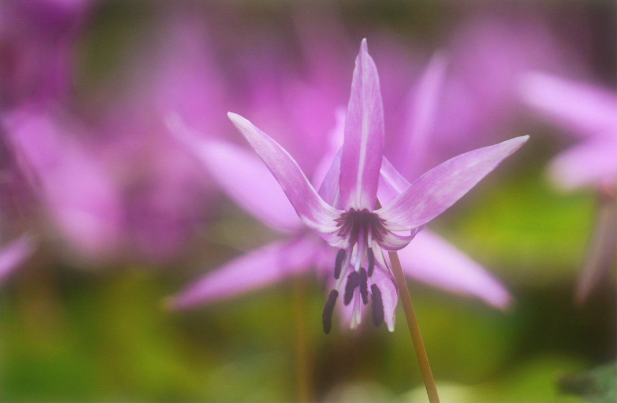 nakaco-dx tweet media