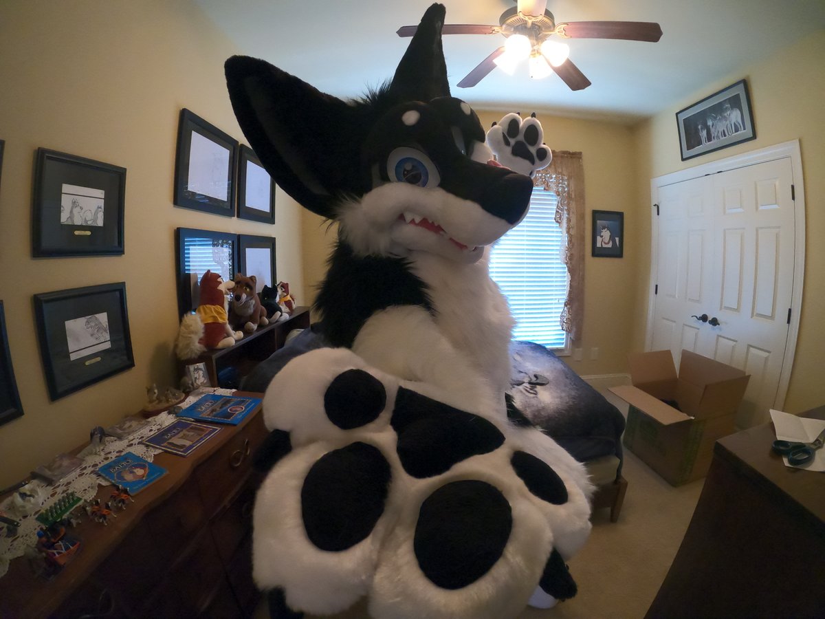 Shadow D Husky tweet media