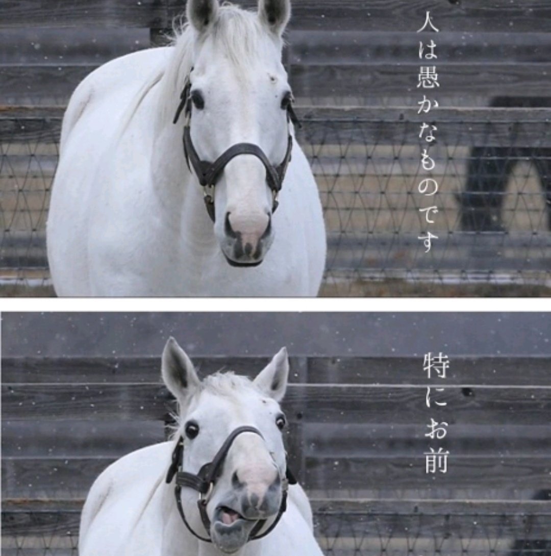 だいご@Vモンキー🐒🐦 tweet media