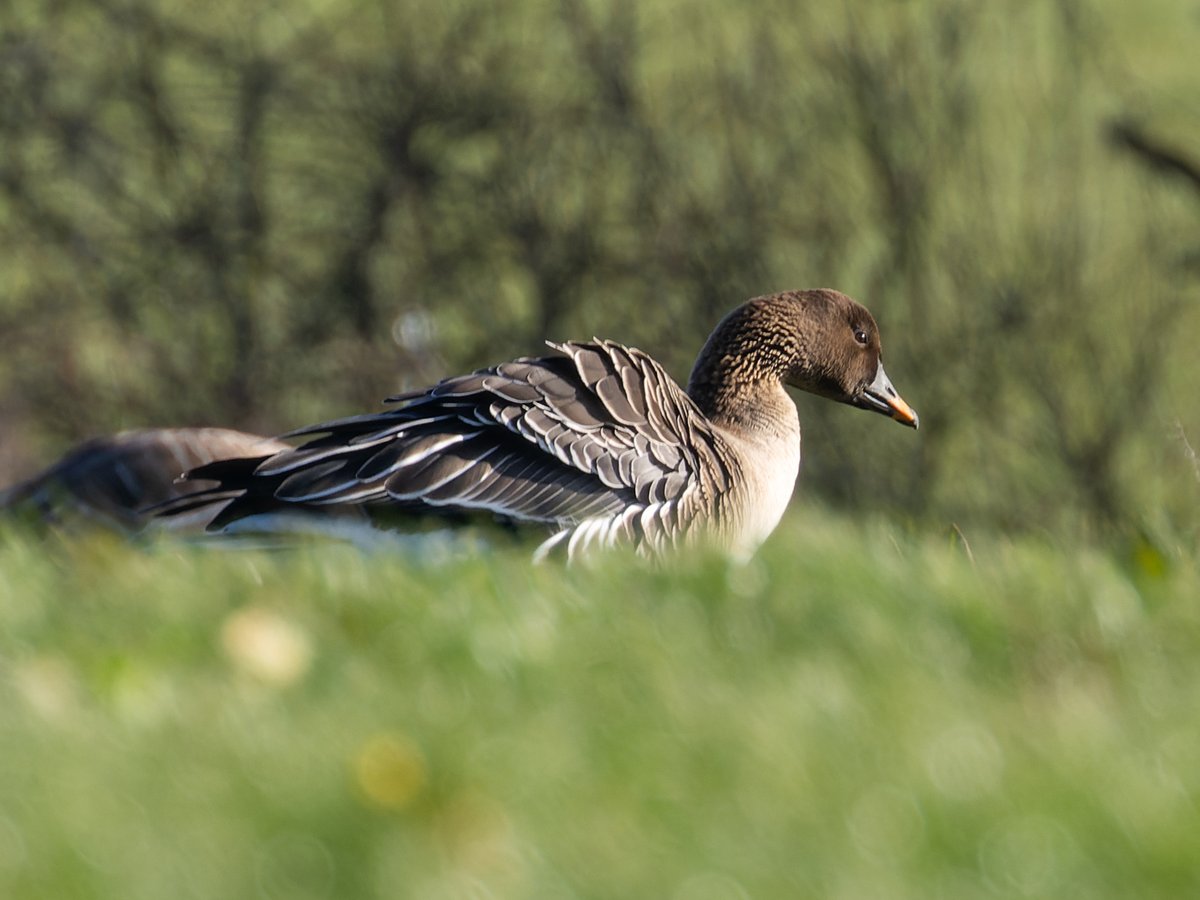 Pete Sutton tweet media