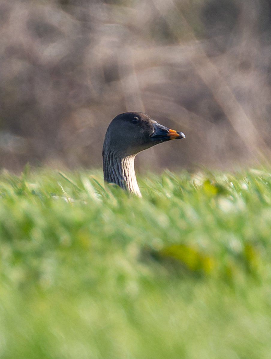 Pete Sutton tweet media