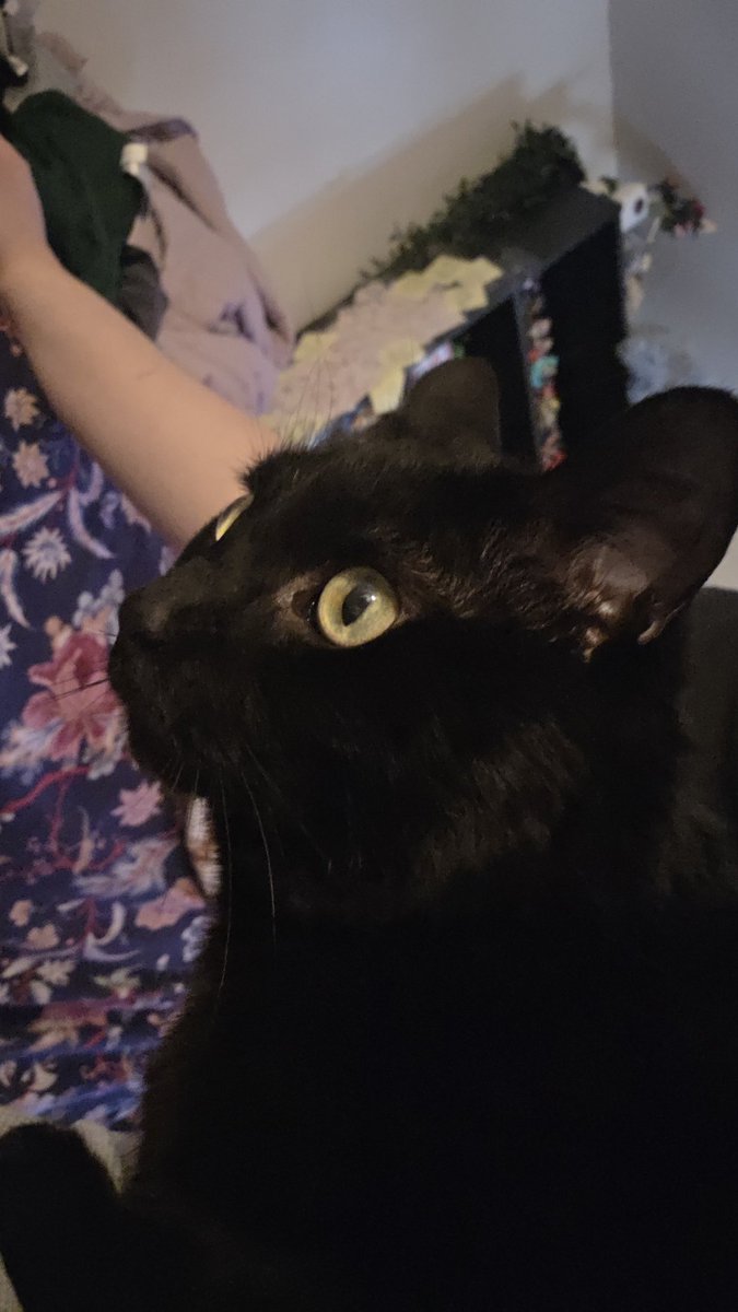 Robin ᕱ ᕱ HOYO ENJOYER tweet media