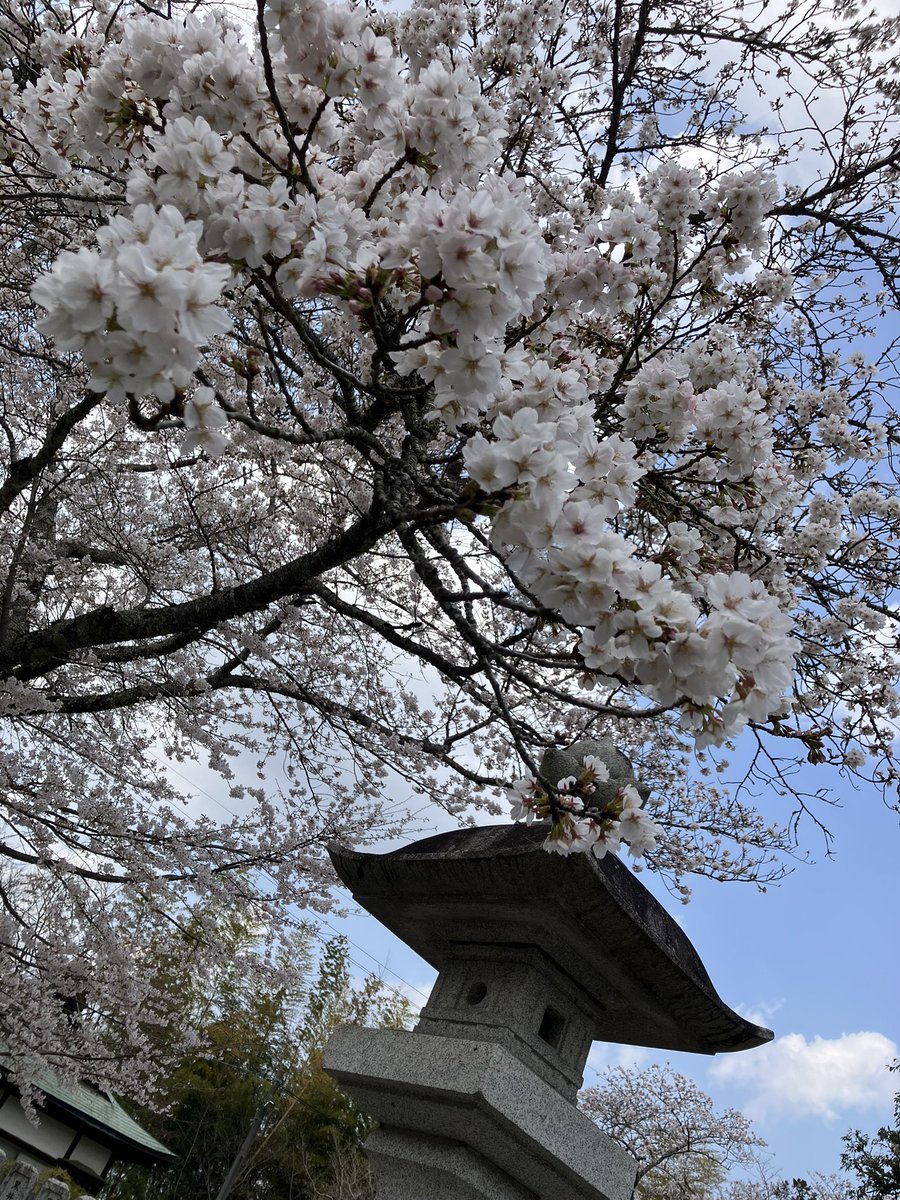 La temporada más hermosa en mi país,Japón.🌸
日本の四季の中で、一番美しく感じる時期となりました。