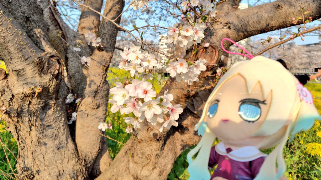 路上のそーめん tweet media