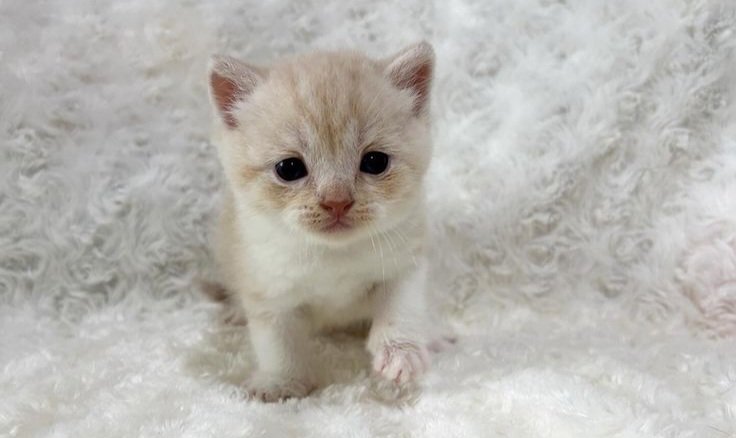 lix ꣑ৎ tweet media