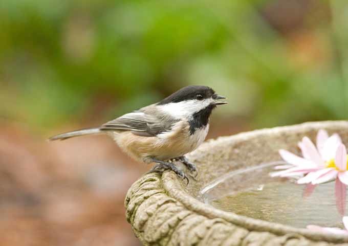 Gardeners_Path_'s tweet image. The Best Birdbaths: Your Guide to Water Features for Your Feathered Friends gardenerspath.com/gear/yard-art/… #birdbaths #productreview