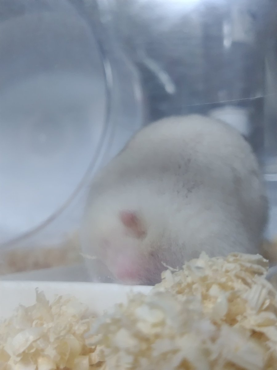 絶狼（ZERO） tweet media