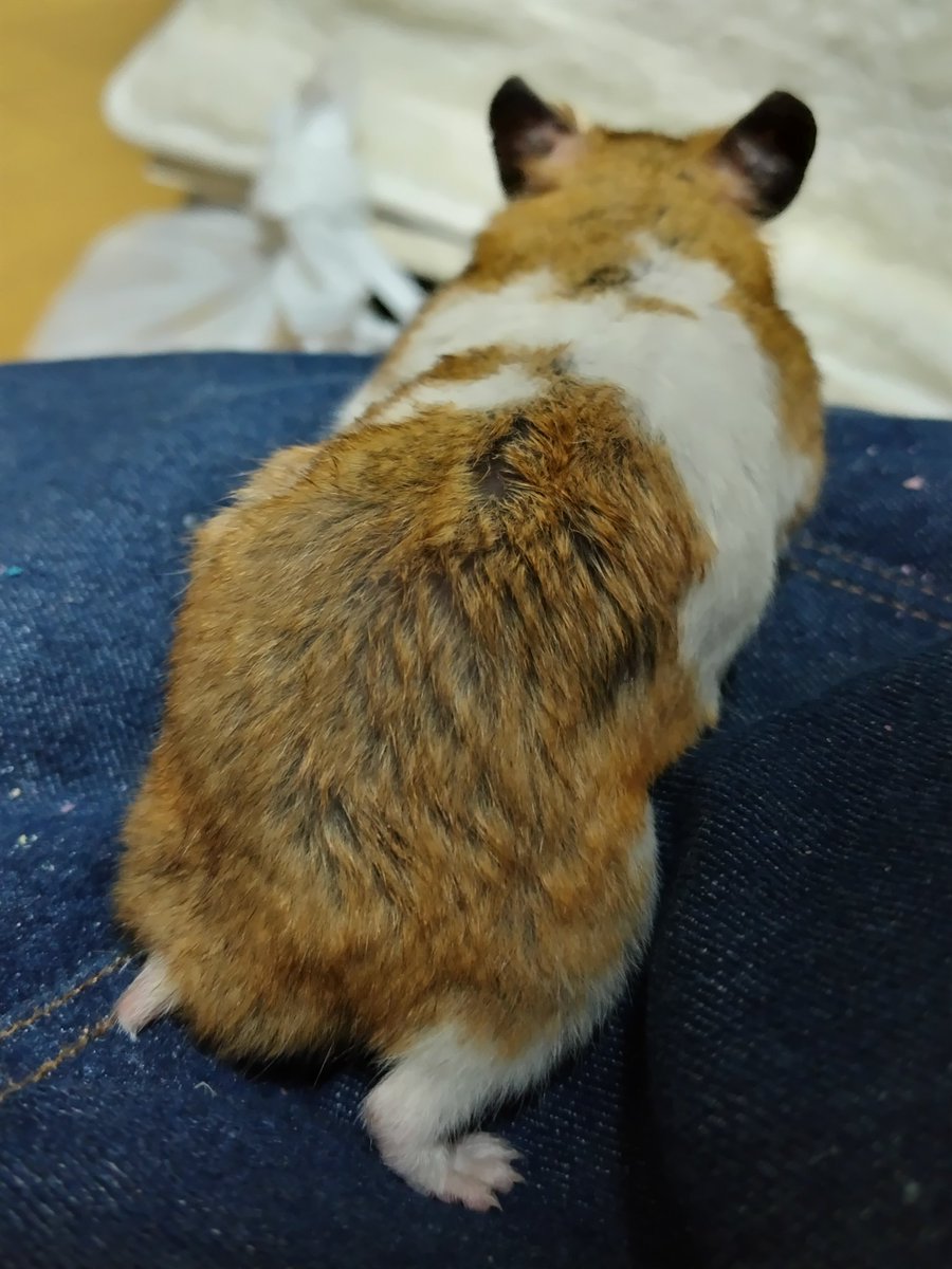 絶狼（ZERO） tweet media