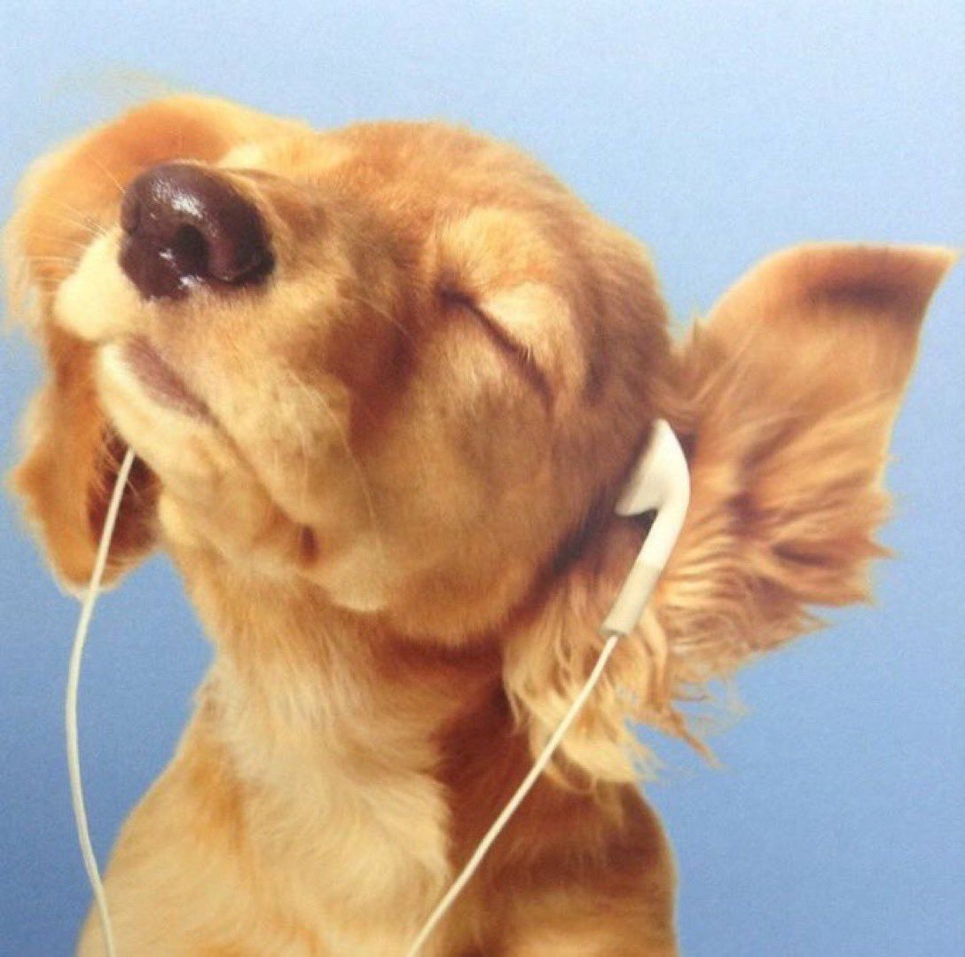 ⛓ next level Alfi ⛓ tweet media