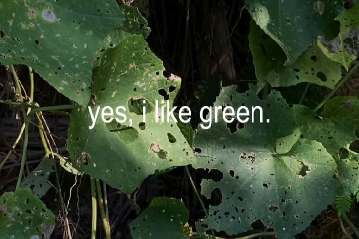 ᅠ ᅠ (@greendreaams) on Twitter photo 