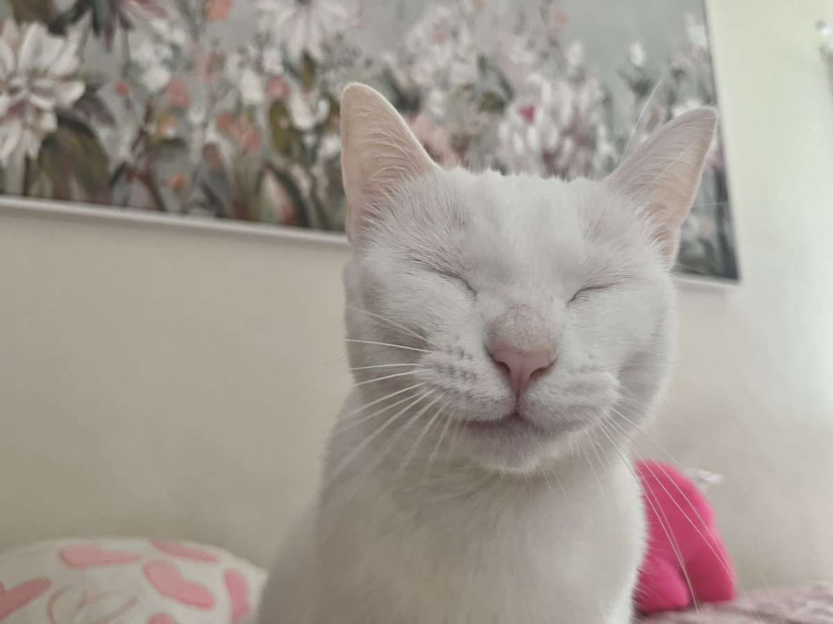 ෆ Jen ෆ tweet media